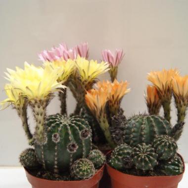 Echinopsis sp.